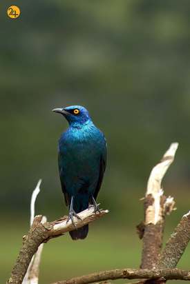 رنگارنگ ترین پرندگان