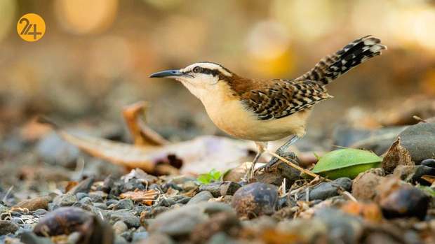 رنگارنگ ترین پرندگان