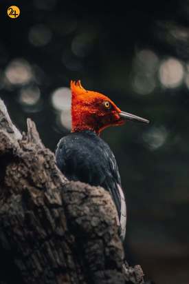 رنگارنگ ترین پرندگان