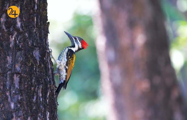 رنگارنگ ترین پرندگان