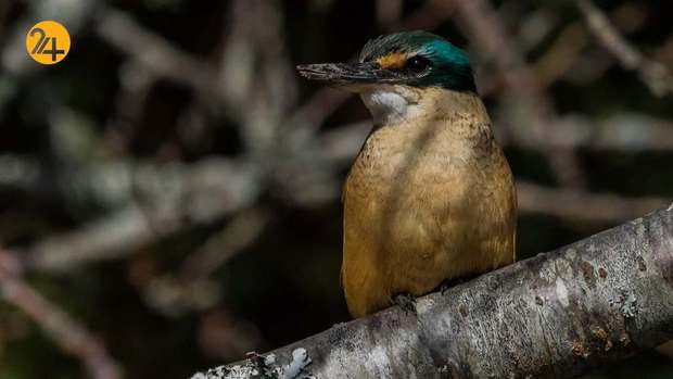 رنگارنگ ترین پرندگان