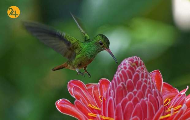 رنگارنگ ترین پرندگان