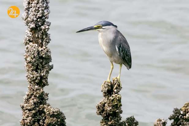 رنگارنگ ترین پرندگان