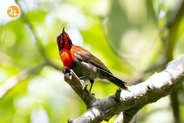 رنگارنگ ترین پرندگان