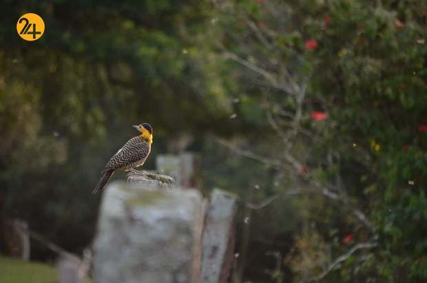 رنگارنگ ترین پرندگان