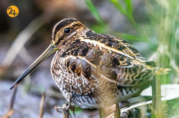 رنگارنگ ترین پرندگان