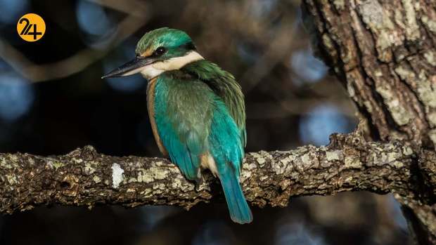 رنگارنگ ترین پرندگان