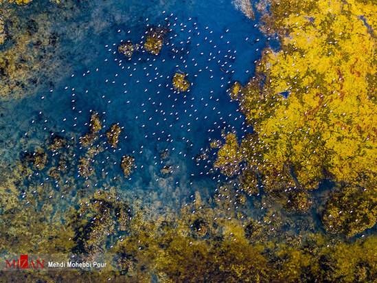 تالاب میانکاله مازندران