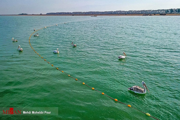 تالاب میانکاله مازندران