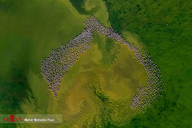 تالاب میانکاله مازندران