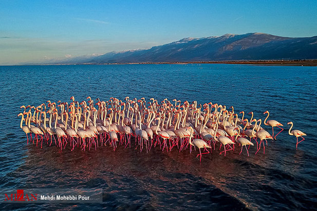 تالاب میانکاله مازندران