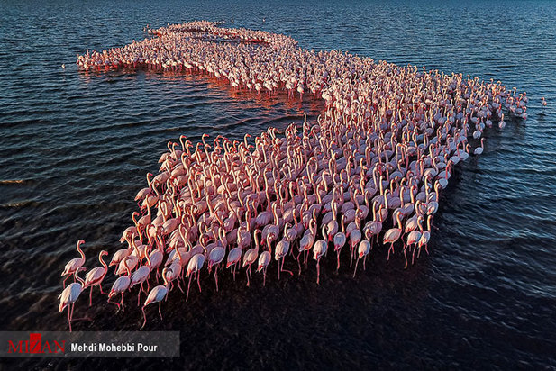 تالاب میانکاله مازندران