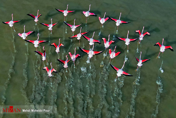 تالاب میانکاله مازندران