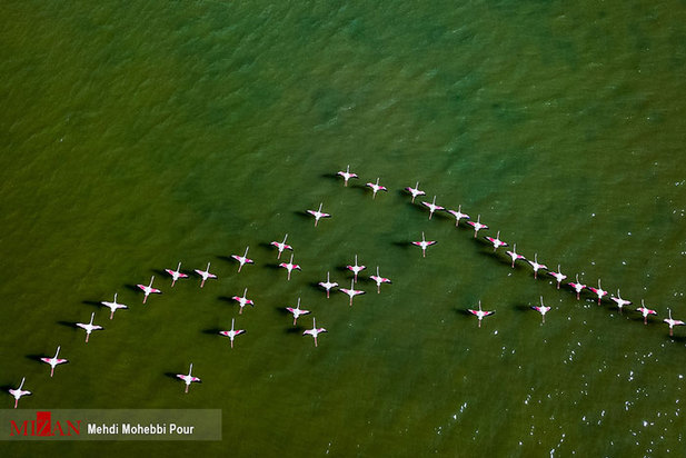 تالاب میانکاله مازندران