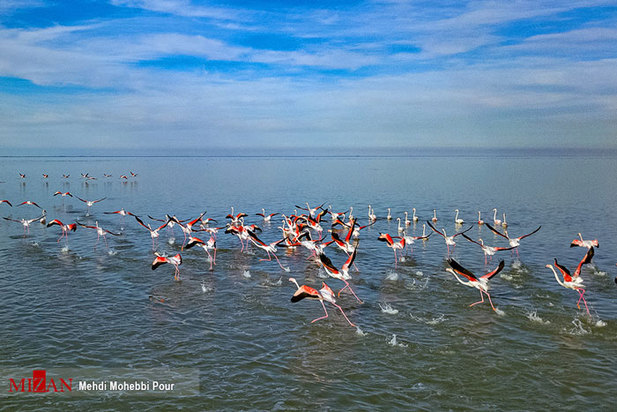 تالاب میانکاله مازندران