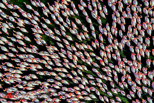 تالاب میانکاله مازندران