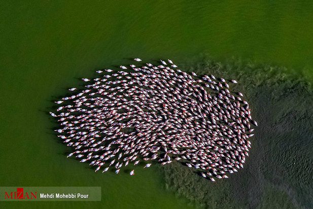 تالاب میانکاله مازندران