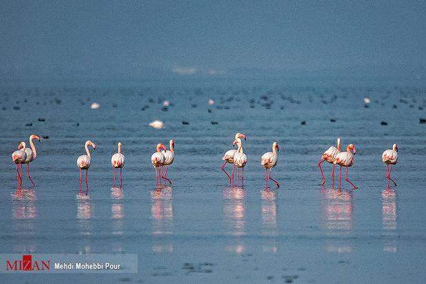 تالاب میانکاله مازندران