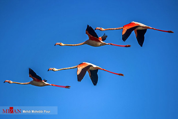 تالاب میانکاله مازندران