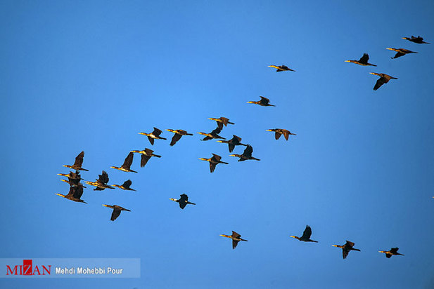 تالاب میانکاله مازندران