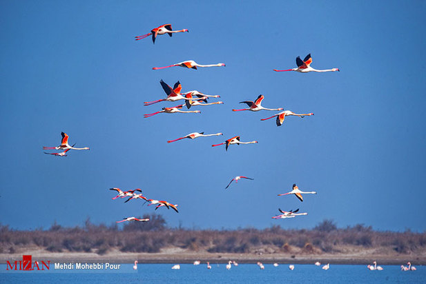 تالاب میانکاله مازندران