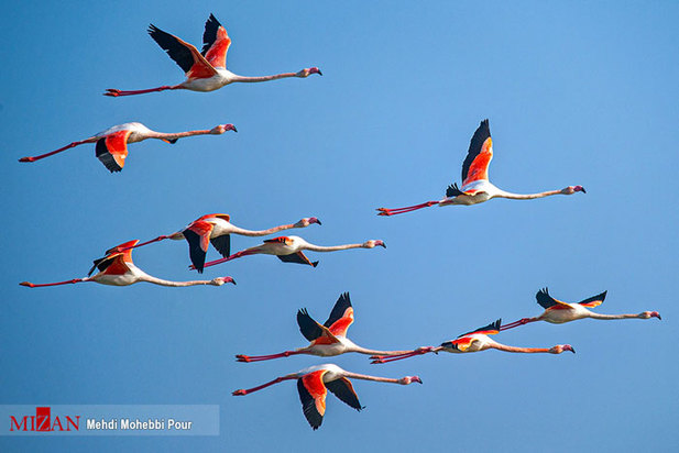 تالاب میانکاله مازندران