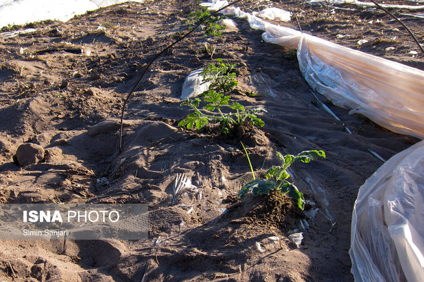 خسارات طوفان در جنوب استان کرمان