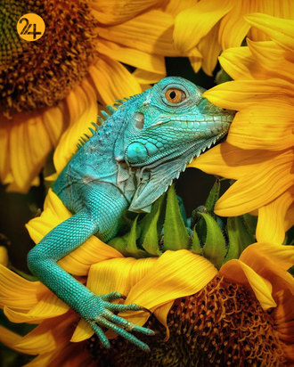 بهترین تصاویر از حیات وحش