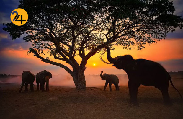 بهترین تصاویر از حیات وحش