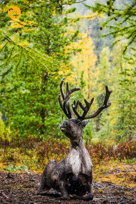 بهترین تصاویر از حیات وحش