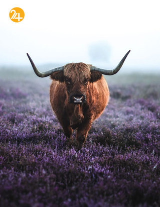 بهترین تصاویر از حیات وحش