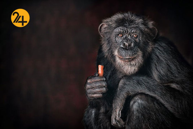 بهترین تصاویر از حیات وحش