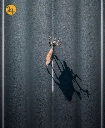 بهترین تصاویر از حیات وحش