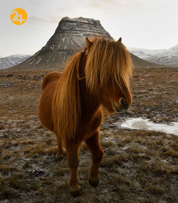 بهترین تصاویر از حیات وحش