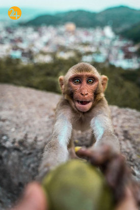 بهترین تصاویر از حیات وحش