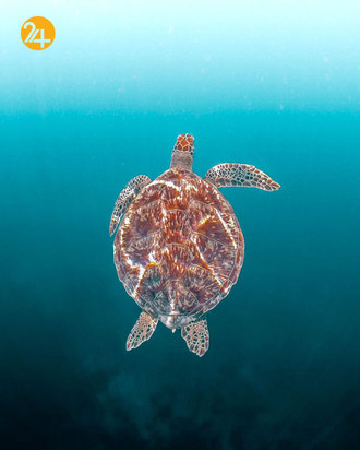 بهترین تصاویر از حیات وحش