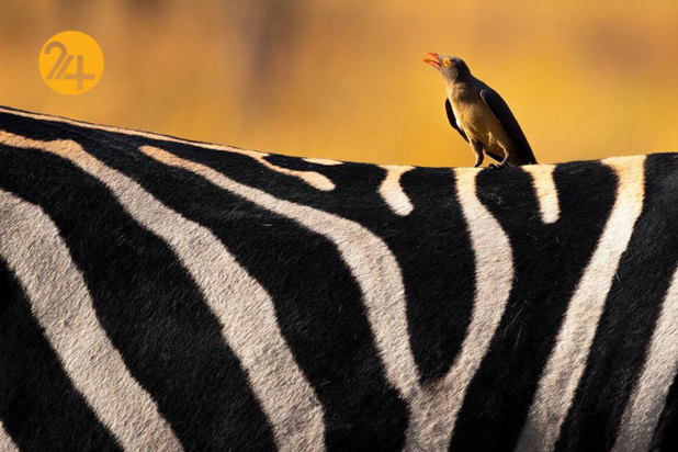 بهترین تصاویر از حیات وحش