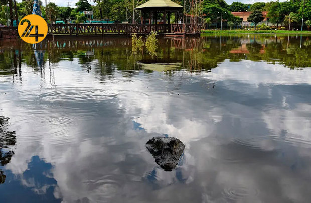 حیات وحش به روایت تصویر