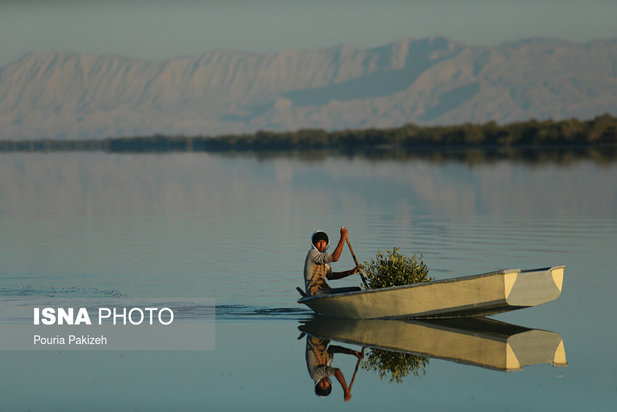 زیباترین تصاویر از جنگل حرا
