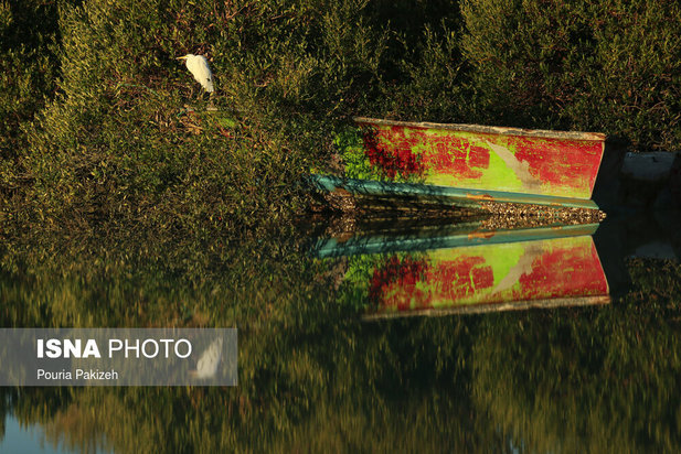 زیباترین تصاویر از جنگل حرا