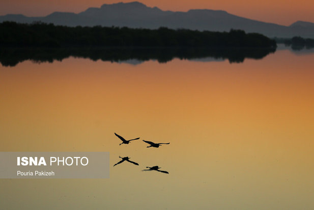 زیباترین تصاویر از جنگل حرا