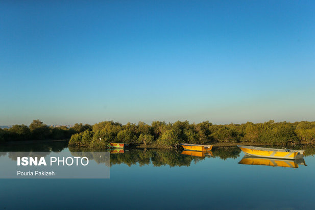 زیباترین تصاویر از جنگل حرا