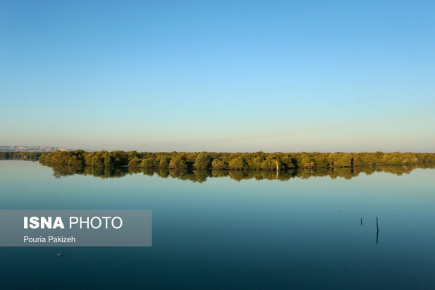 زیباترین تصاویر از جنگل حرا