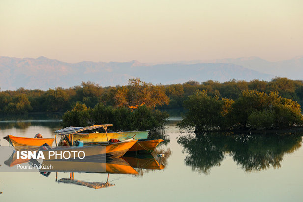 زیباترین تصاویر از جنگل حرا