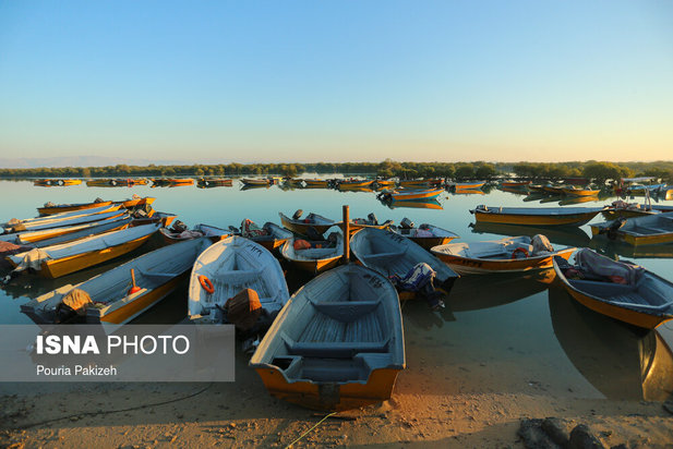 زیباترین تصاویر از جنگل حرا