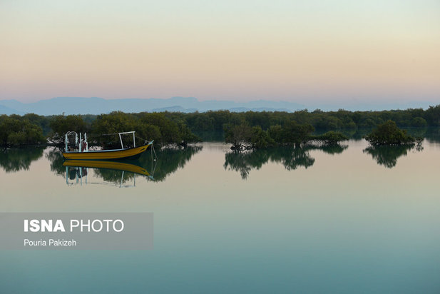 زیباترین تصاویر از جنگل حرا