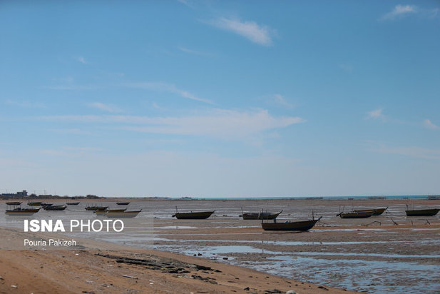 زیباترین تصاویر از جنگل حرا