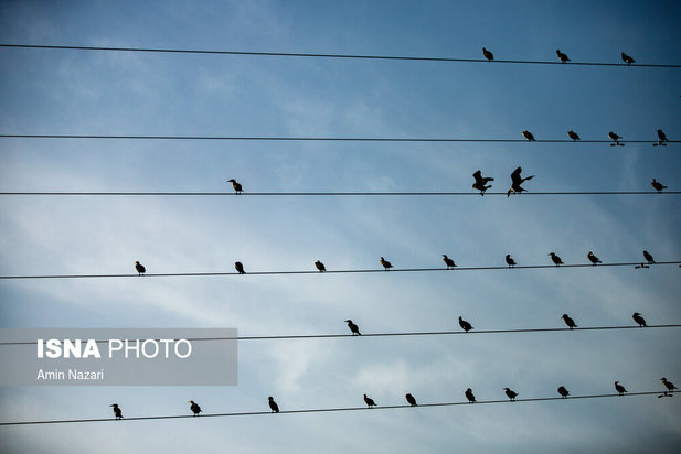 پرندگان تالاب هورالعظیم