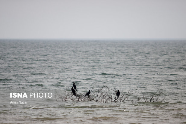 پرندگان تالاب هورالعظیم