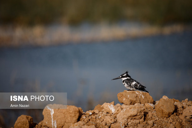 پرندگان تالاب هورالعظیم